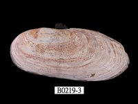 藏品(刀蟶)的圖片